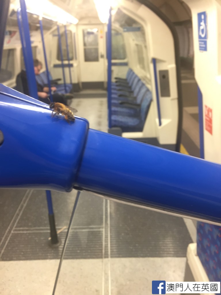 Tube Bee